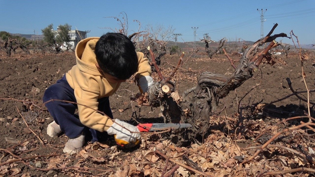 Kilis’te horoz karası üzümünde budama mesaisi başladı