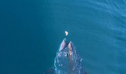 Çanakkale’de denizde dev orkinosu beslediler