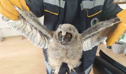 Çocuklar parkta oynarken buldukları yavru puhu kuşlarını ekiplere teslim etti