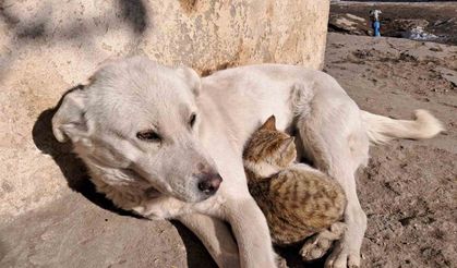 Akyaka’da kedi ve köpeğin dostluğu kamerada