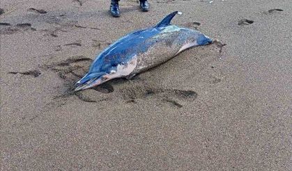 Dalgalara yenilen yunus balığı karaya vurdu