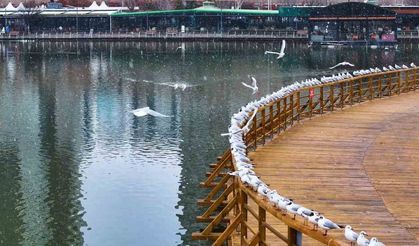 Denizi olmayan şehirde martı şöleni