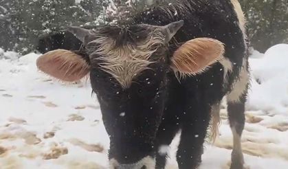 Kara rağmen büyükbaş hayvanlar otlanmaya çıktı