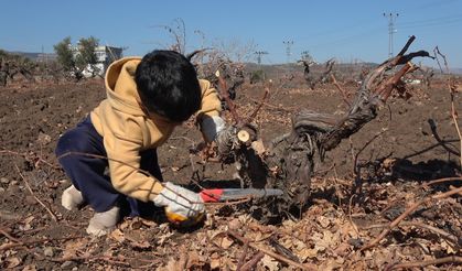 Kilis’te horoz karası üzümünde budama mesaisi başladı