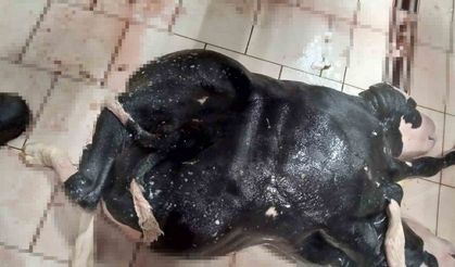 Konya’da 6 ayaklı ve 2 başlı buzağı doğdu