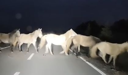 Kütahya’da asfalta çıkan yabani atlar cep telefonu ile görüntülendi