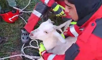 Kuyuya düşen keçiyi itfaiye ekipleri kurtardı