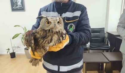 Yaralı halde bulunan baykuş tedavi altına alındı