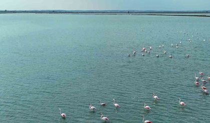 Flamingoların görsel şöleni