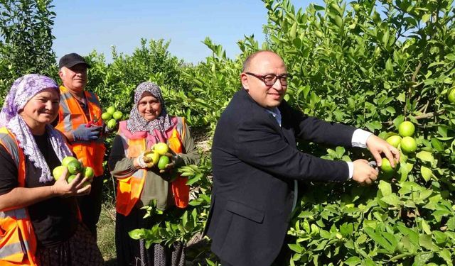 Limonun başkentinde hasat başladı