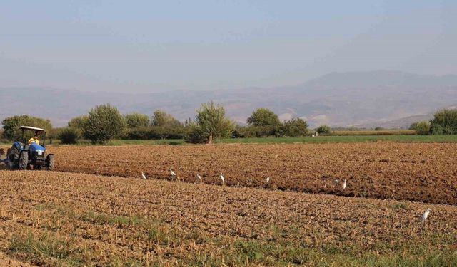 Aydın’da su kuşları, çiftçilerin tarladaki yoldaşı oluyor