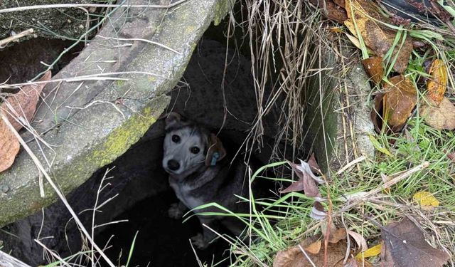 Kuyuya düşerek mahsur kalan sokak köpeğinin yardımına itfaiye koştu