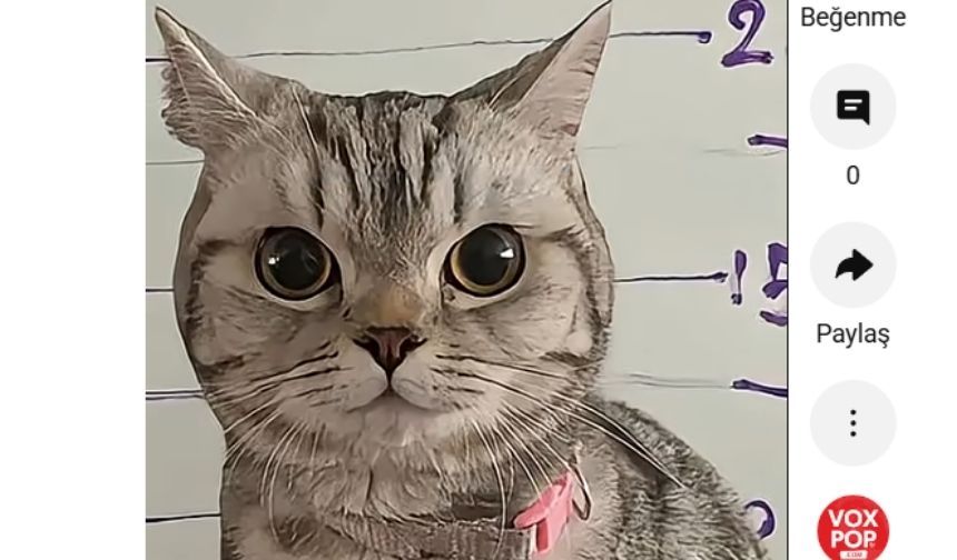 Polisleri ısıran kediye cezai işlem uygulandı